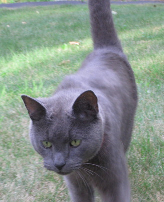 Douglas Smokey Gray Cat
