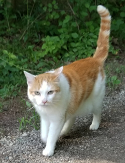 white cat with orange spots